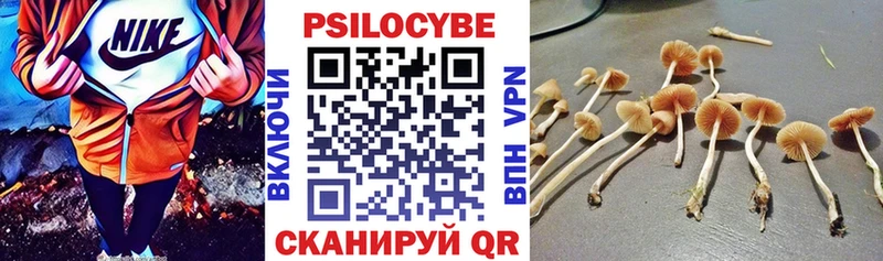 купить наркоту Камешково Галлюциногенные грибы Psilocybine cubensis